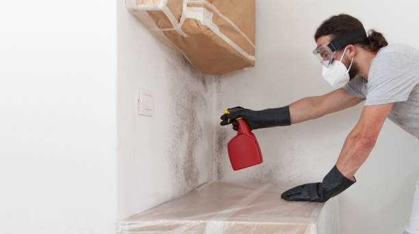 Basement Mold Remediation treatment on basement walls in Haw River